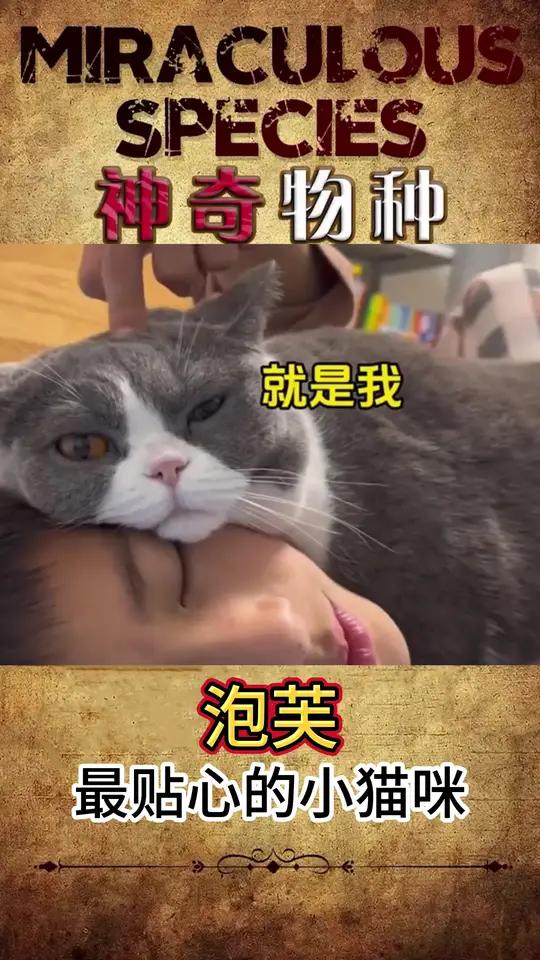 最贴心的小猫咪——泡芙 虽然泡芙贴心又温暖,但只限于哥哥,别人不可以 萌宠出道计划动物的迷