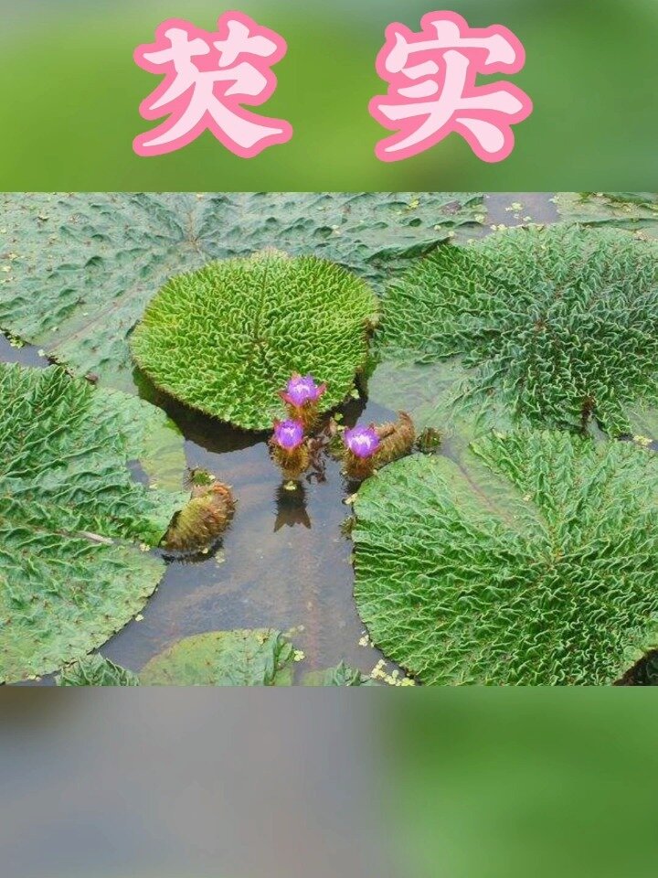 芡实 水生草本
