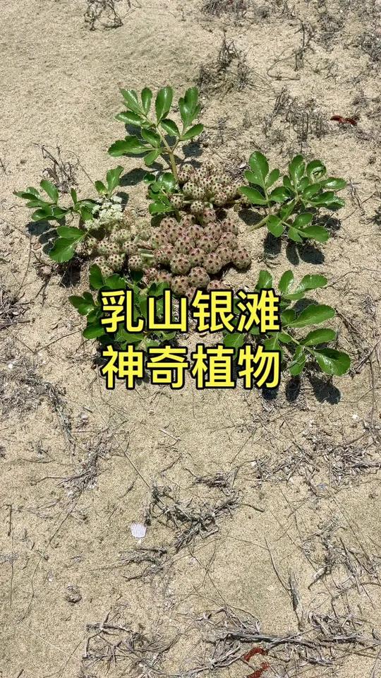 乳山银滩,沙滩上的神奇植物