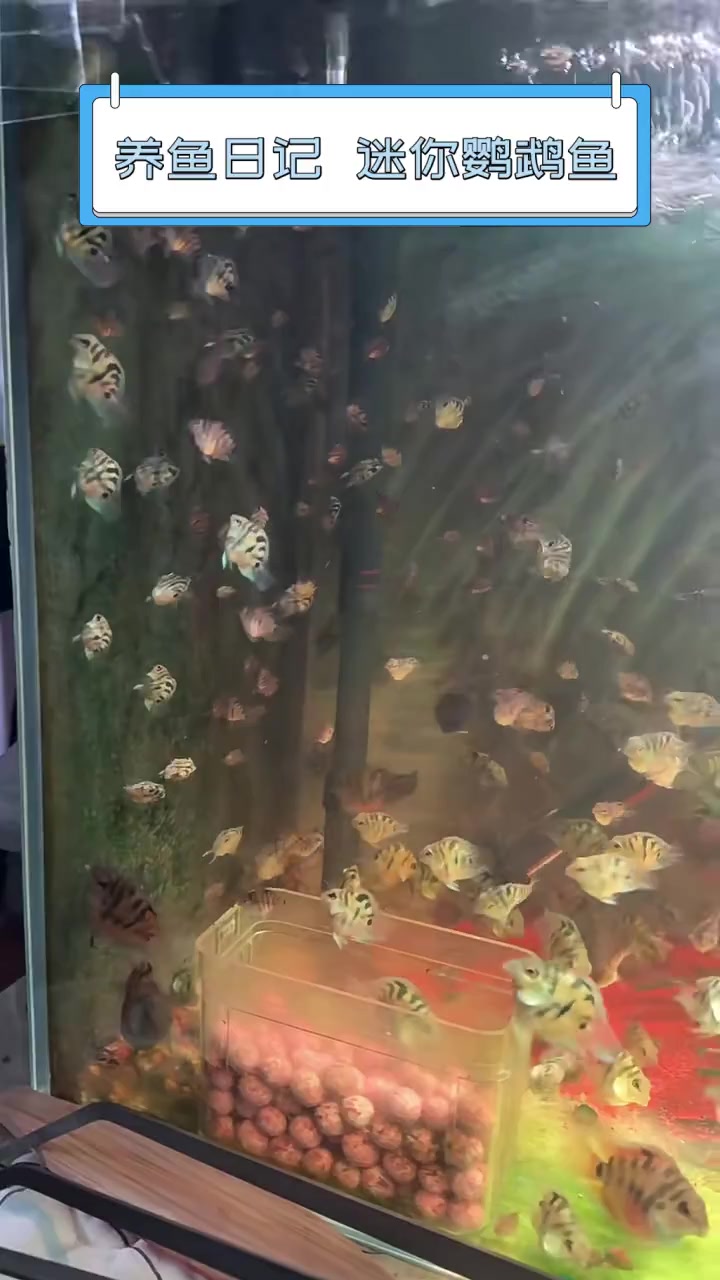 养鱼日记,迷你鹦鹉鱼