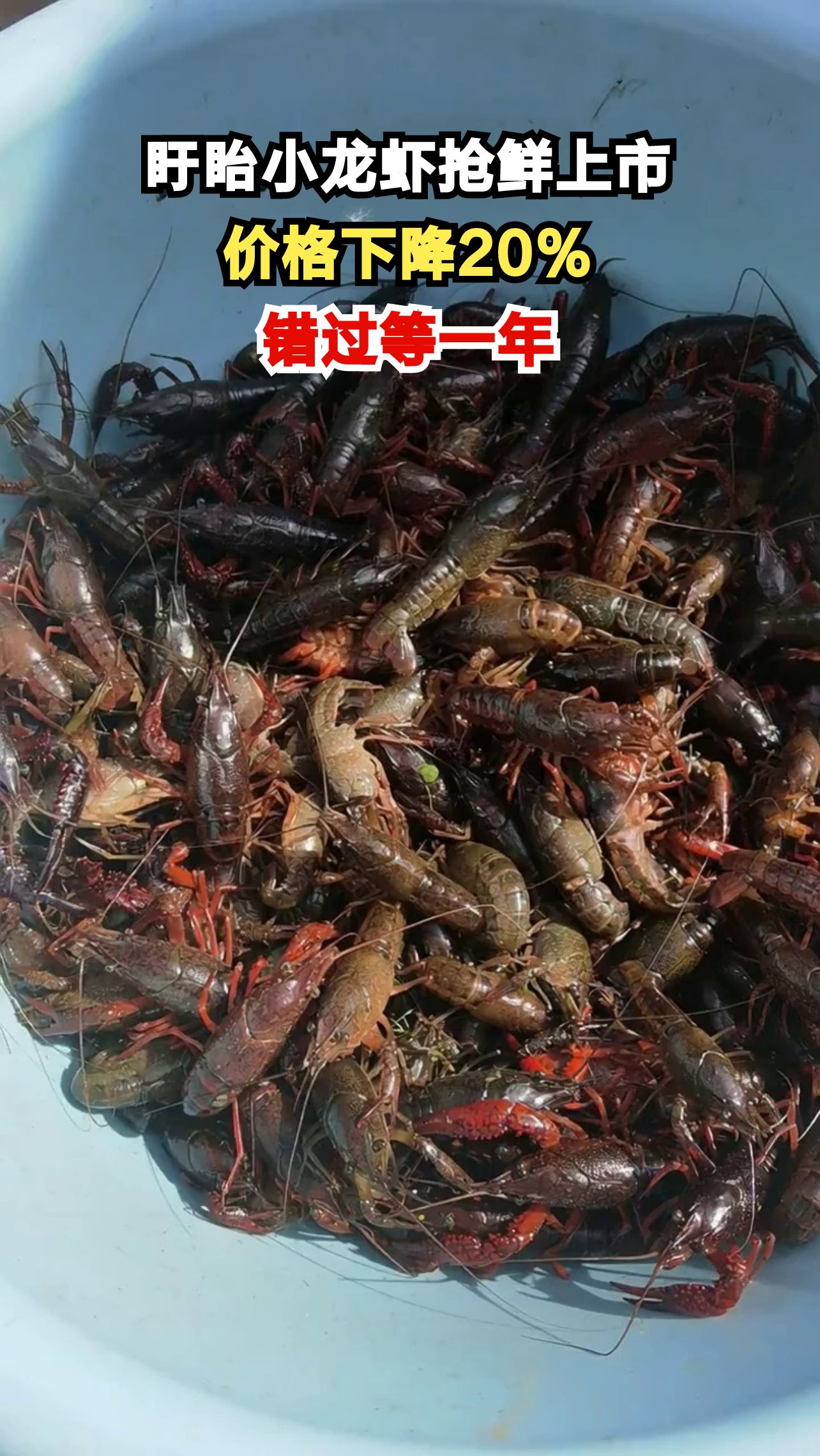 江苏盱眙小龙虾提前上市,价格亲民引食客疯狂抢购