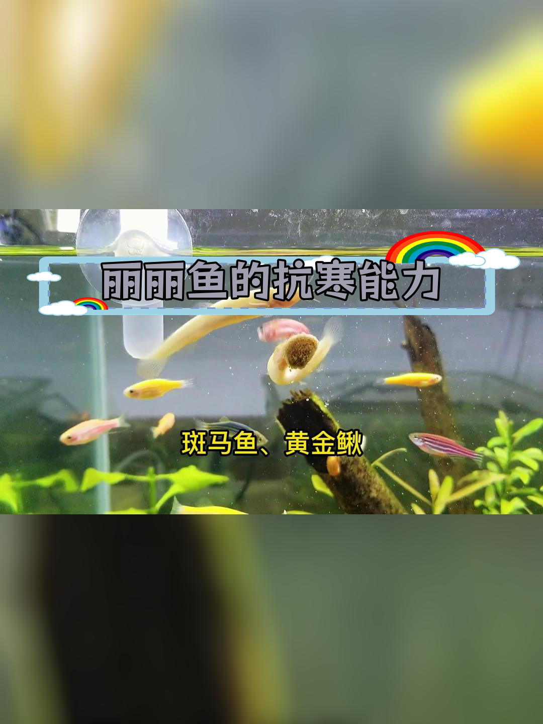 丽丽鱼能耐低温吗?