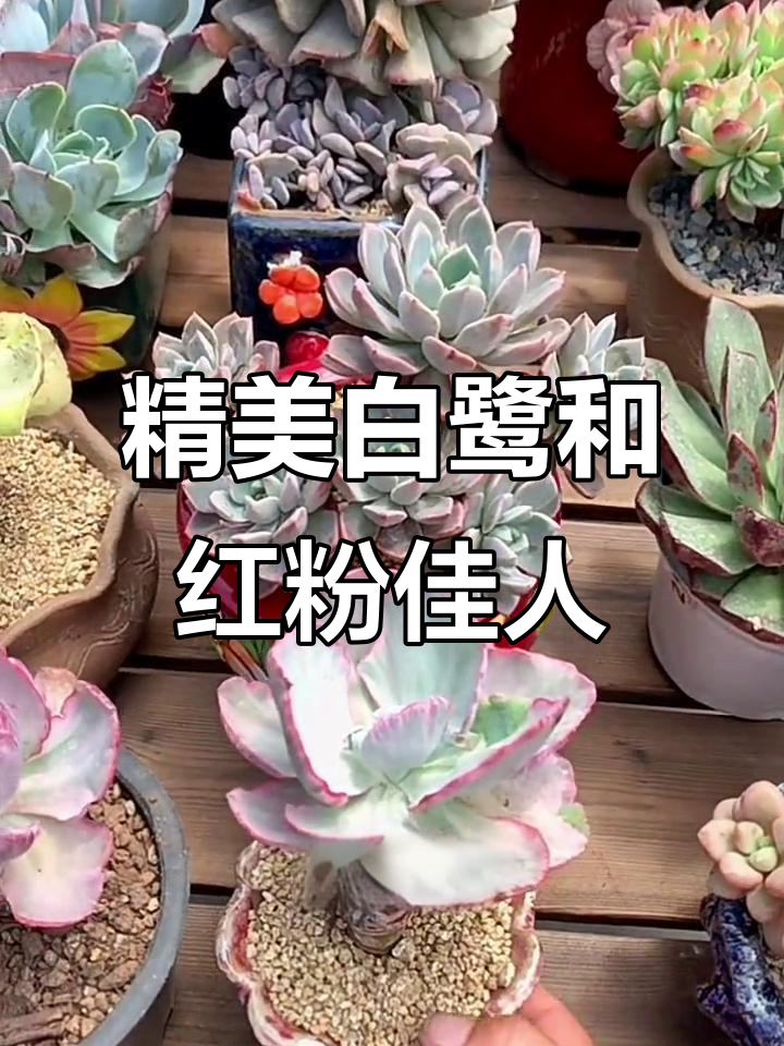 白鹭香牡丹锦与红粉佳人:美丽多肉植物推荐