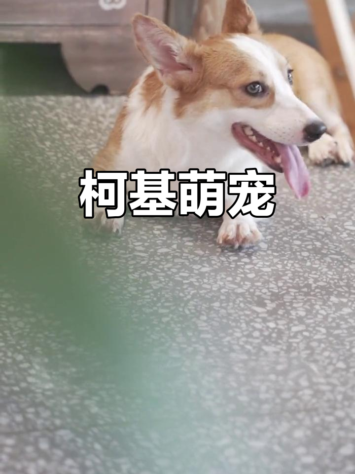 柯基宝宝,底盘超低,飞耳迷人,谁能抗拒它的魅力?