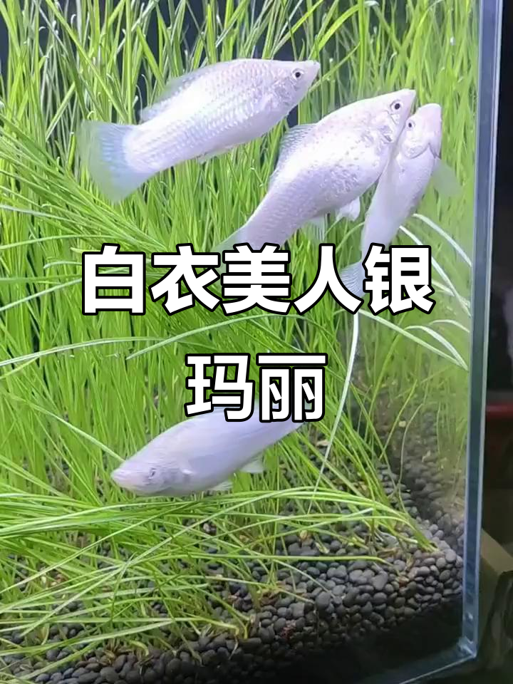 银玛丽鱼:自带美白滤镜的观赏鱼,如何饲养才能健康?