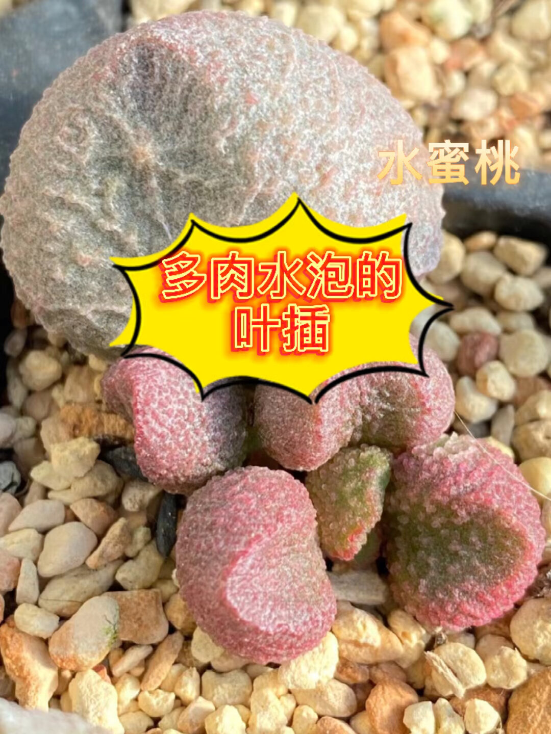 多肉养护小常识 水泡的叶插