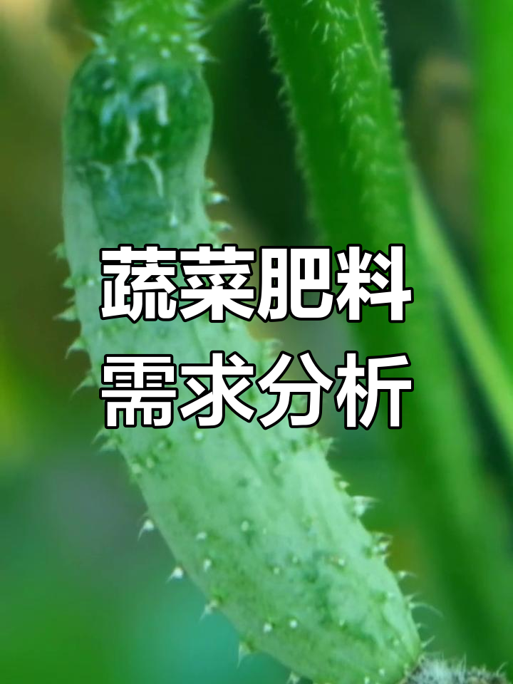 蔬菜种植需根据不同种类调整管理