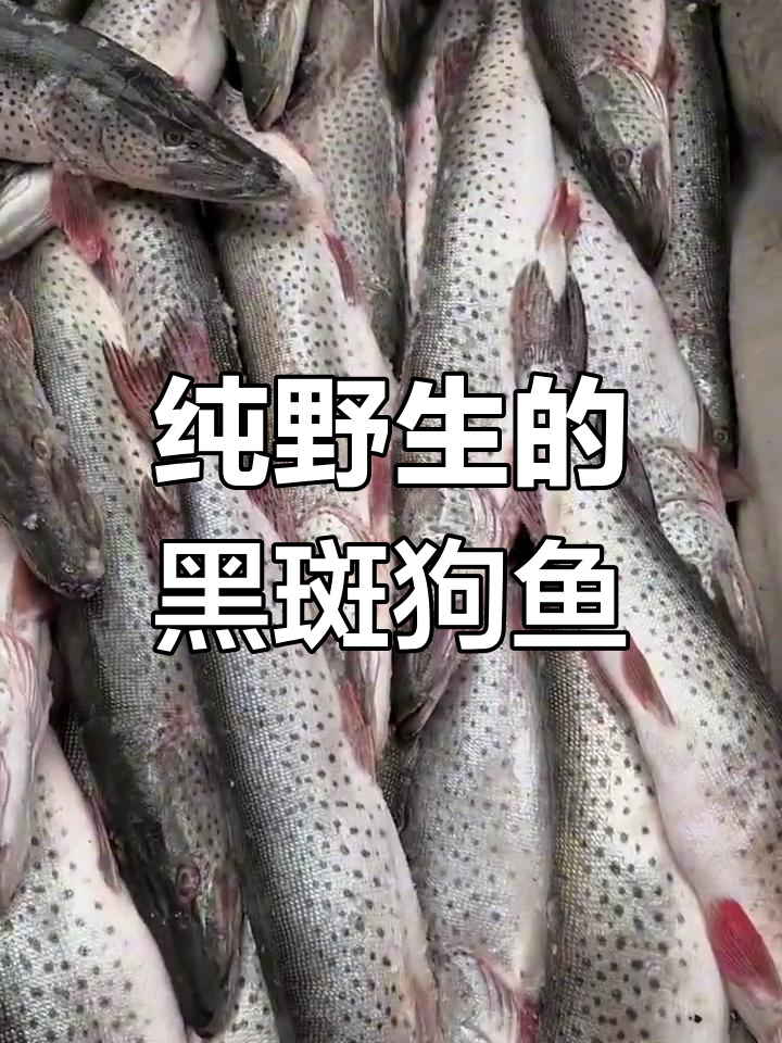 乌苏里江野生黑斑狗鱼大丰收,红烧酱炖香气扑鼻