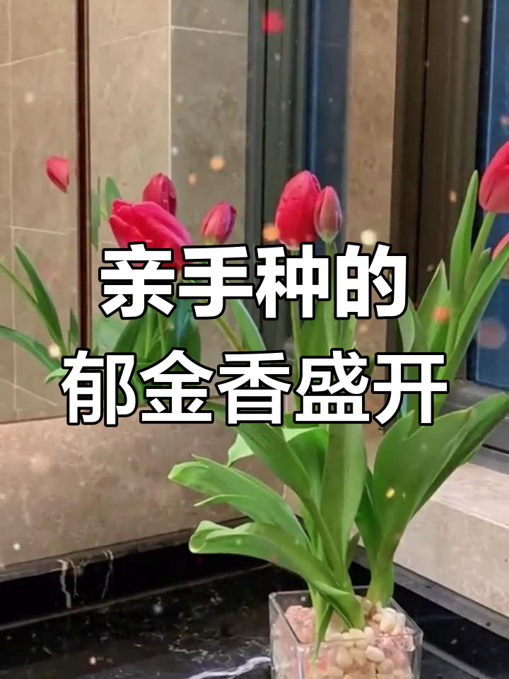 从种球到开花,郁金香的浪漫成长全过程