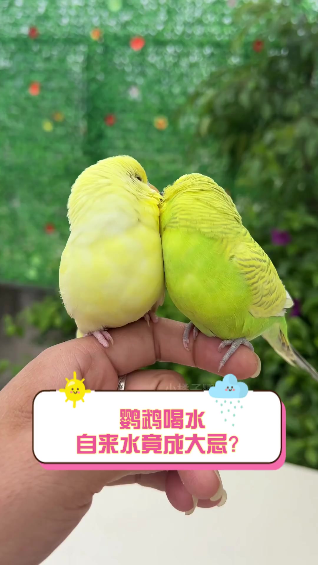 鹦鹉喝水,自来水竟成大忌?