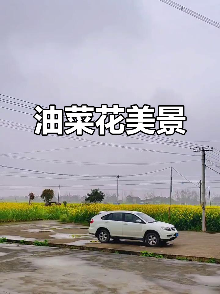 沙洋油菜花海,美不胜收,快来欣赏!