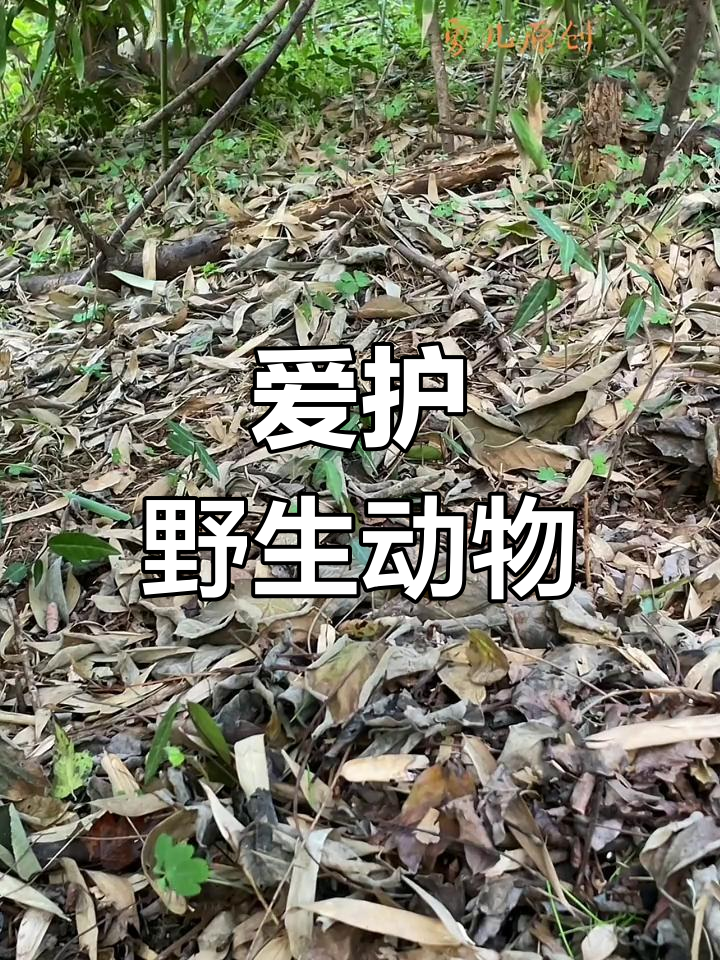 户外爱好者文明观赏竹鸡