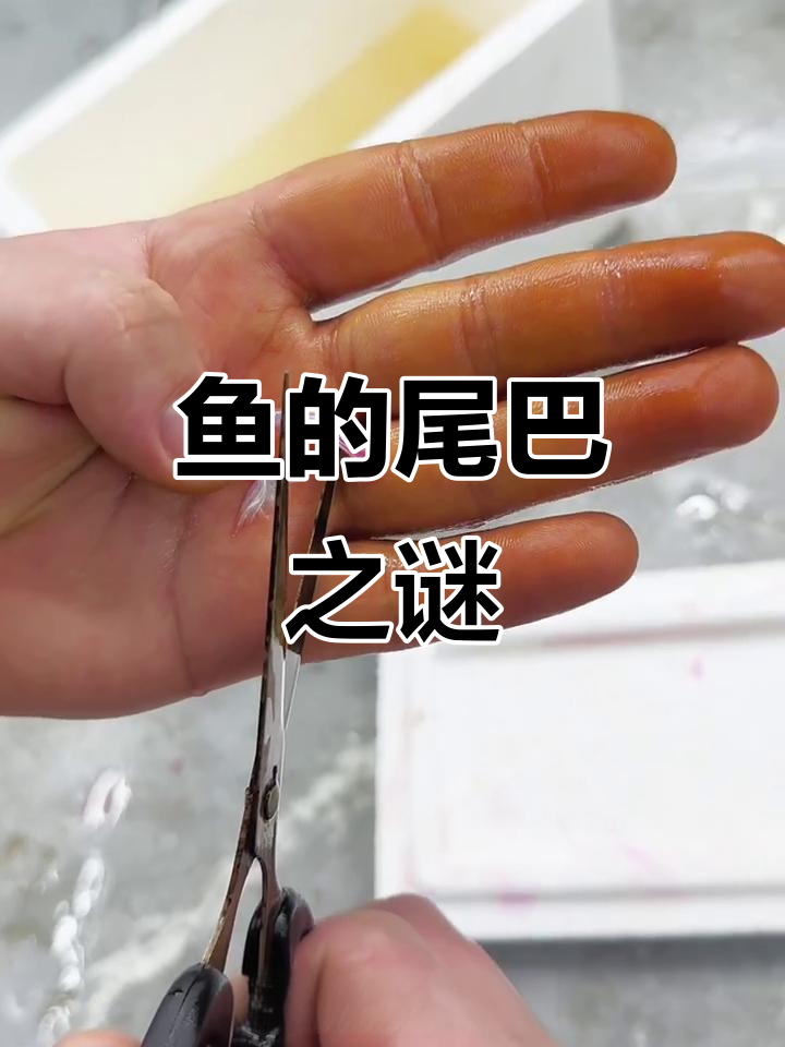 有些鱼尾过大,影响游动和生存,剪掉尾巴是必要的选择