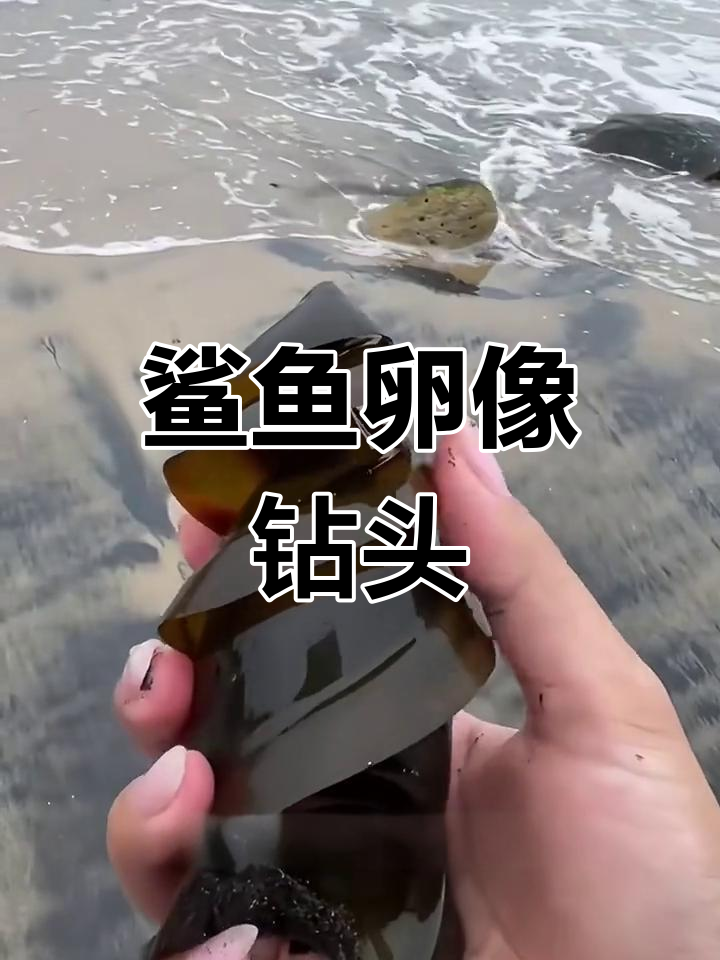 鲨鱼卵竟然长这样?揭秘虎鲨螺旋状蛋壳的秘密