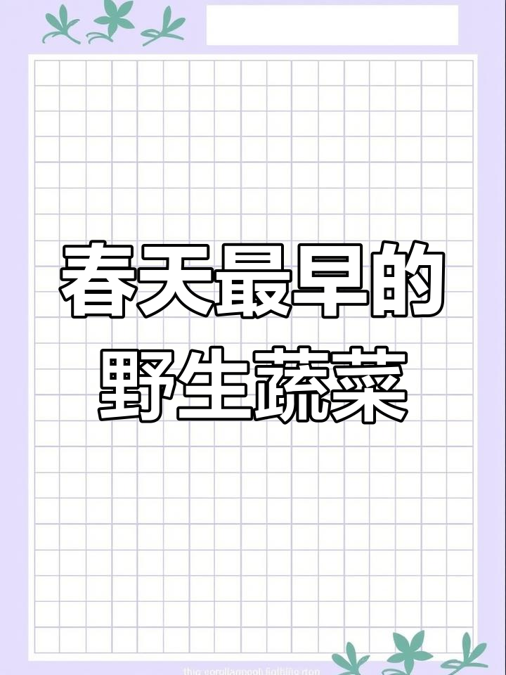 泥胡菜:苦涩却珍贵的春季野菜,你认识吗?