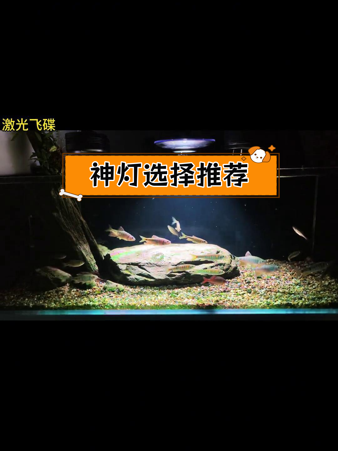 各种鱼缸灯效果对比,哪款最适合你?