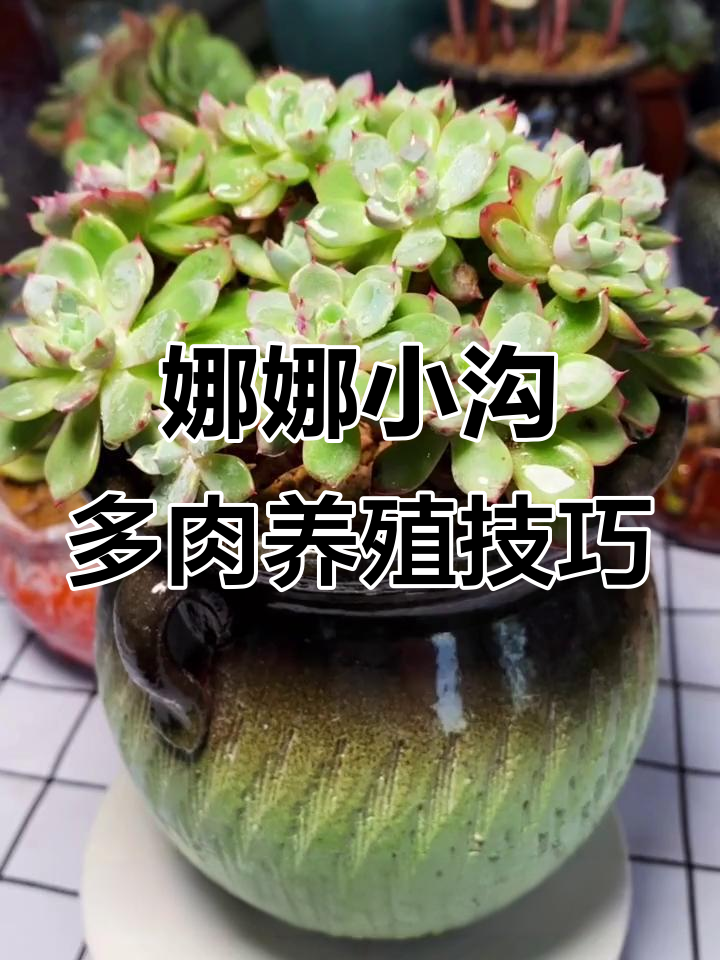 如何正确养护娜娜小沟多肉,避免积水与土壤板结