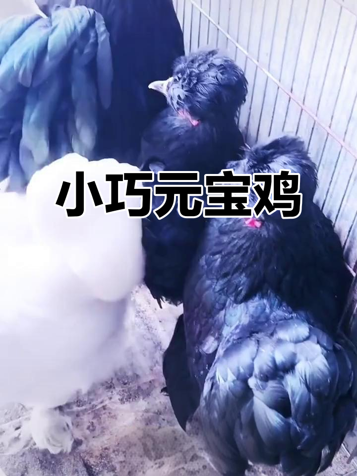 宫廷元宝鸡：小巧美丽，适合全国各地养殖