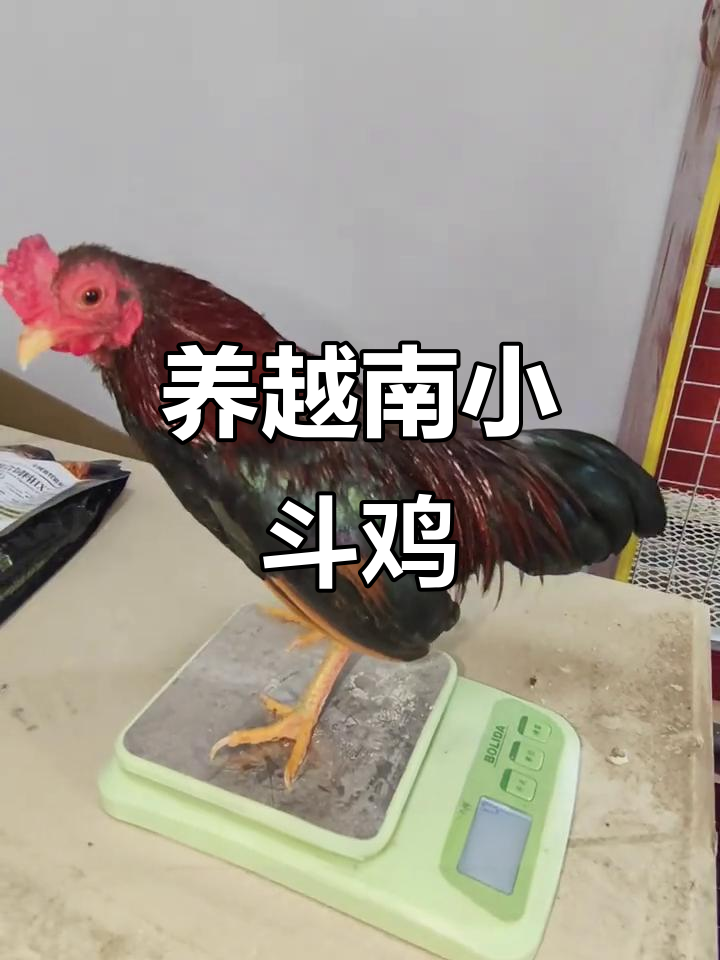 越南小竹鸡与矮脚观赏鸡,外国货也能养!