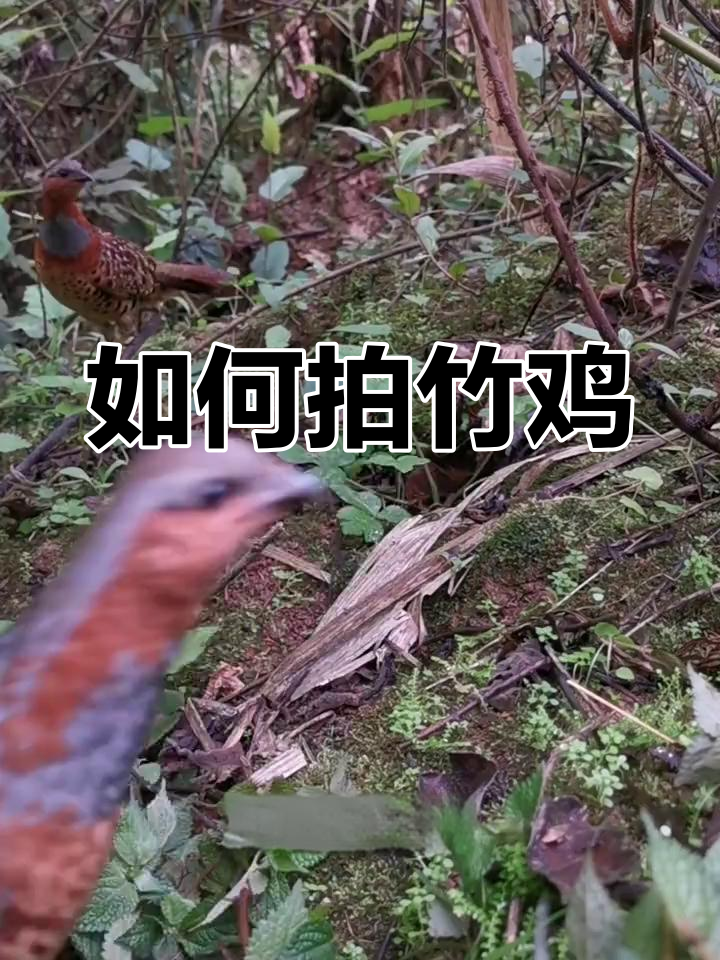 竹鸡夜晚出没,如何拍摄到它们?
