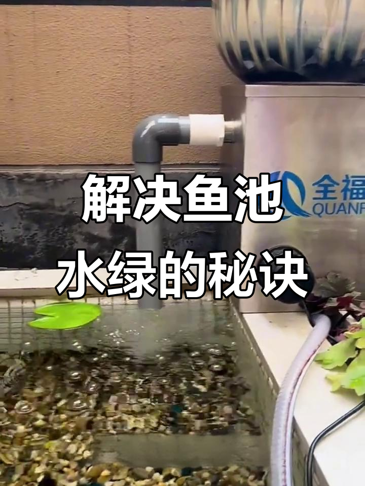 鱼池水绿变清澈的秘密，阳光与除草过滤搞定