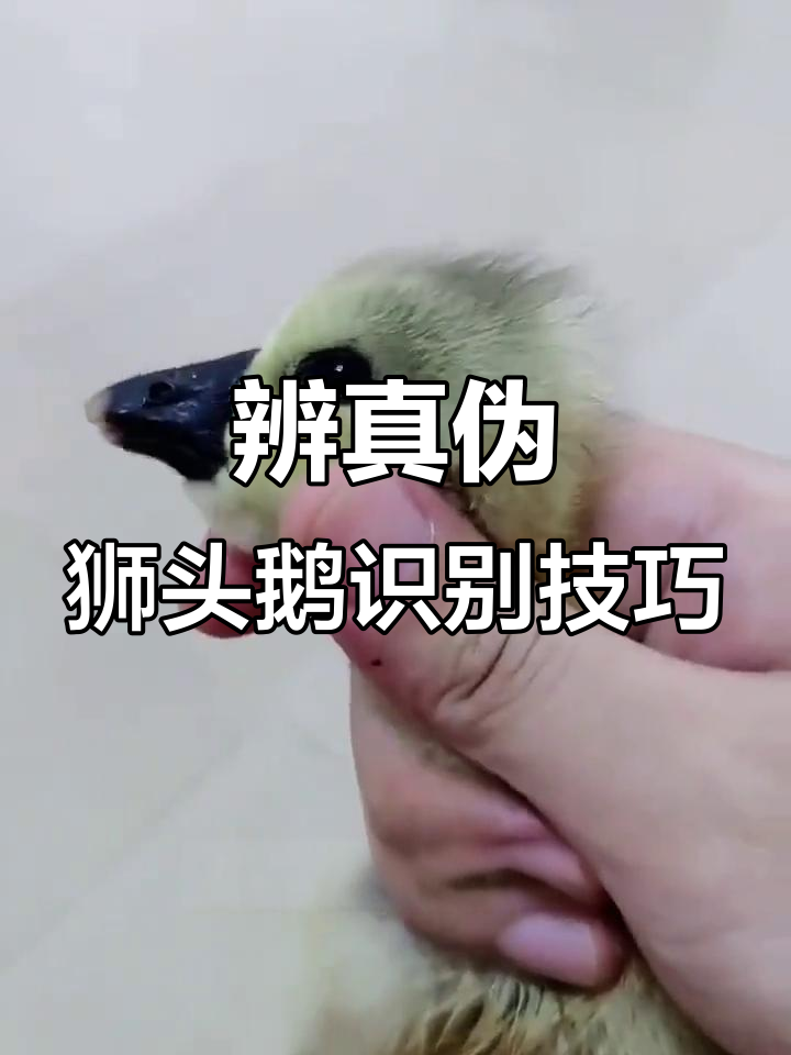 如何分辨狮头鹅真假?掌握这些特征轻松辨别