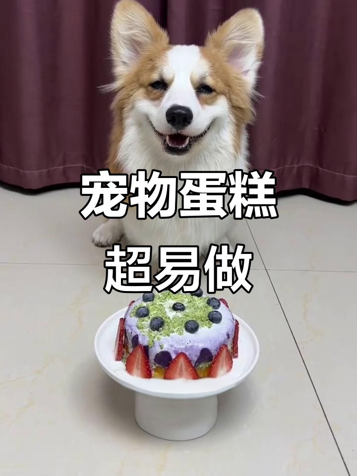 超简单狗狗生日蛋糕制作,手残党也能轻松学会!