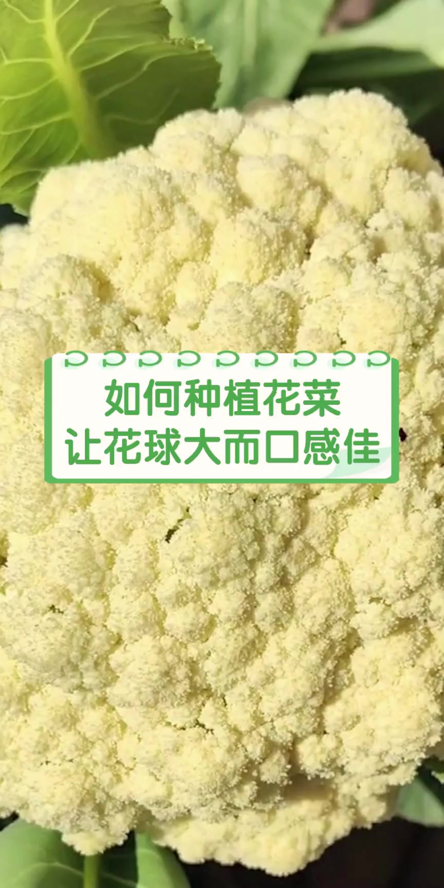 如何种植花菜,让花球大而口感佳