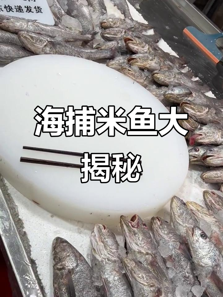 今晚九点开播，新鲜海捕米鱼来啦！七八斤一条等你尝