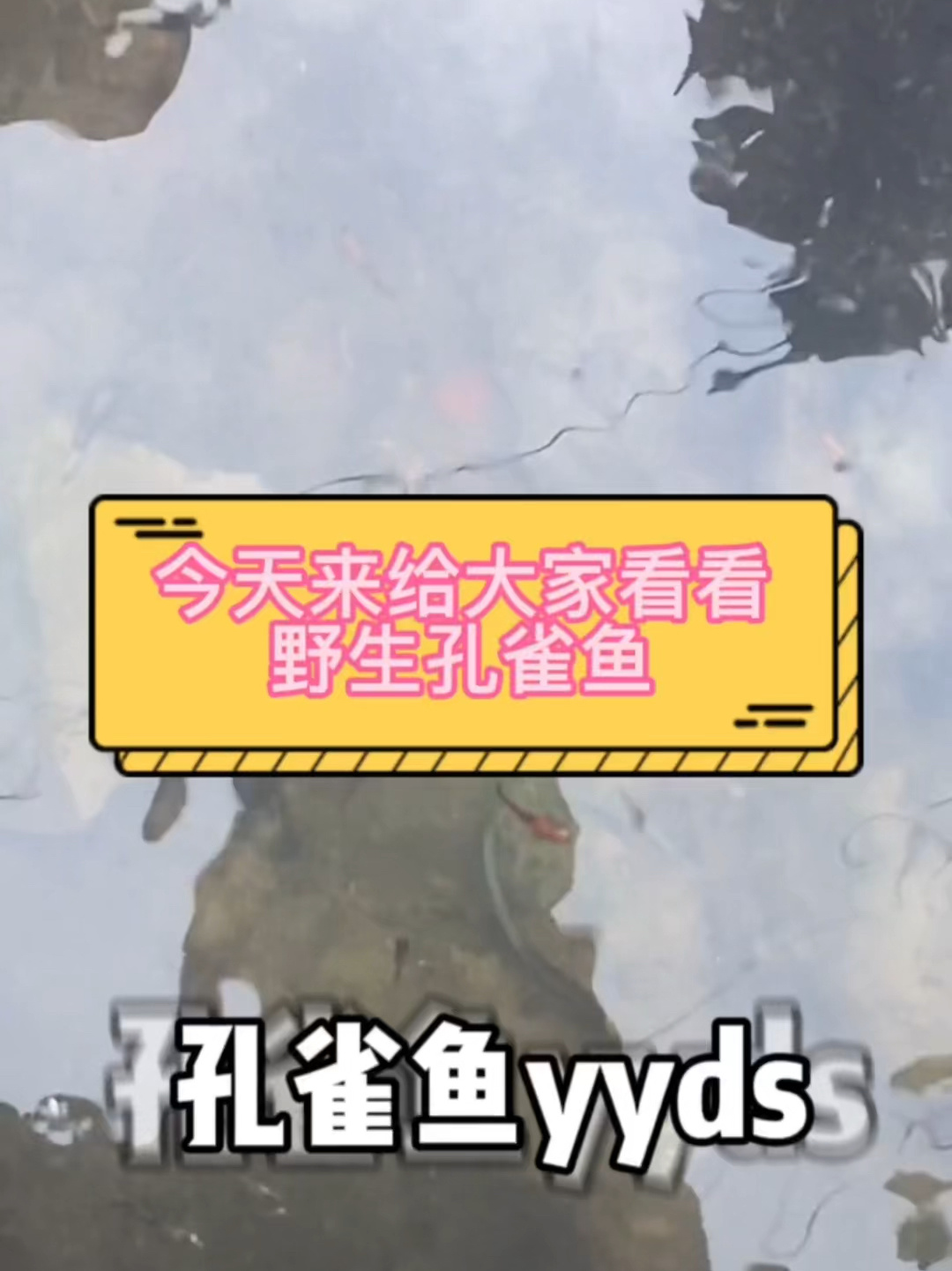 今天带大伙看看“野生孔雀鱼”