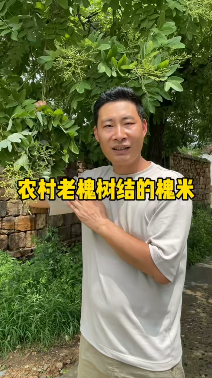 国槐全身都是宝,这个季节可采花蕾炒槐米茶