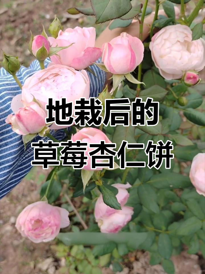 草莓杏仁饼月季从阳台到地栽,开花更美、直立性更强