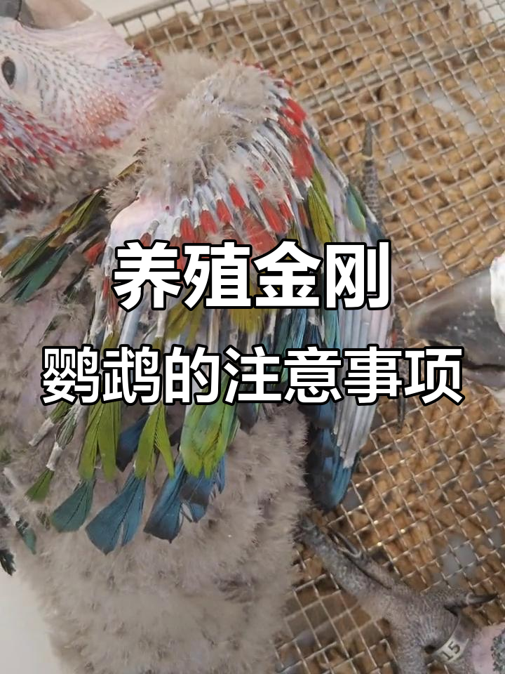 金刚鹦鹉人工饲养全攻略:繁殖、照顾与互动技巧