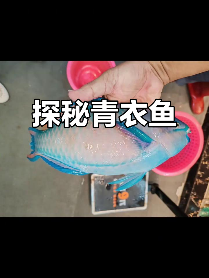 青衣鱼:一种神秘的水中生物,你了解吗?