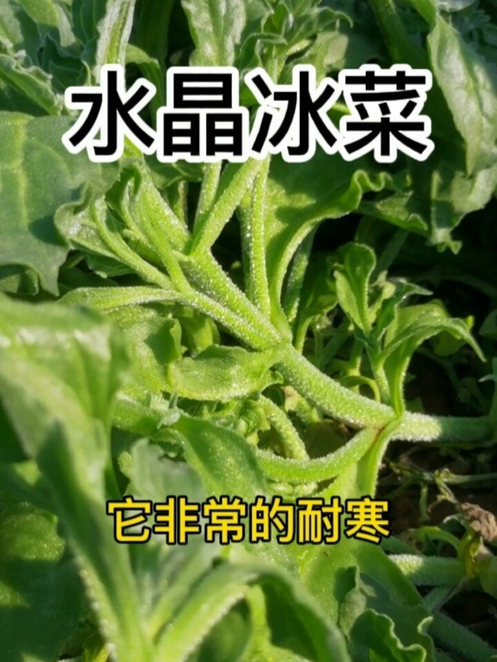水晶冰菜种子