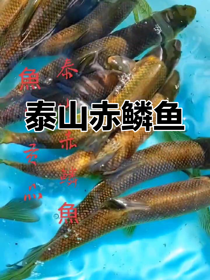 泰山赤鳞鱼,珍稀特产,五大名鱼之一