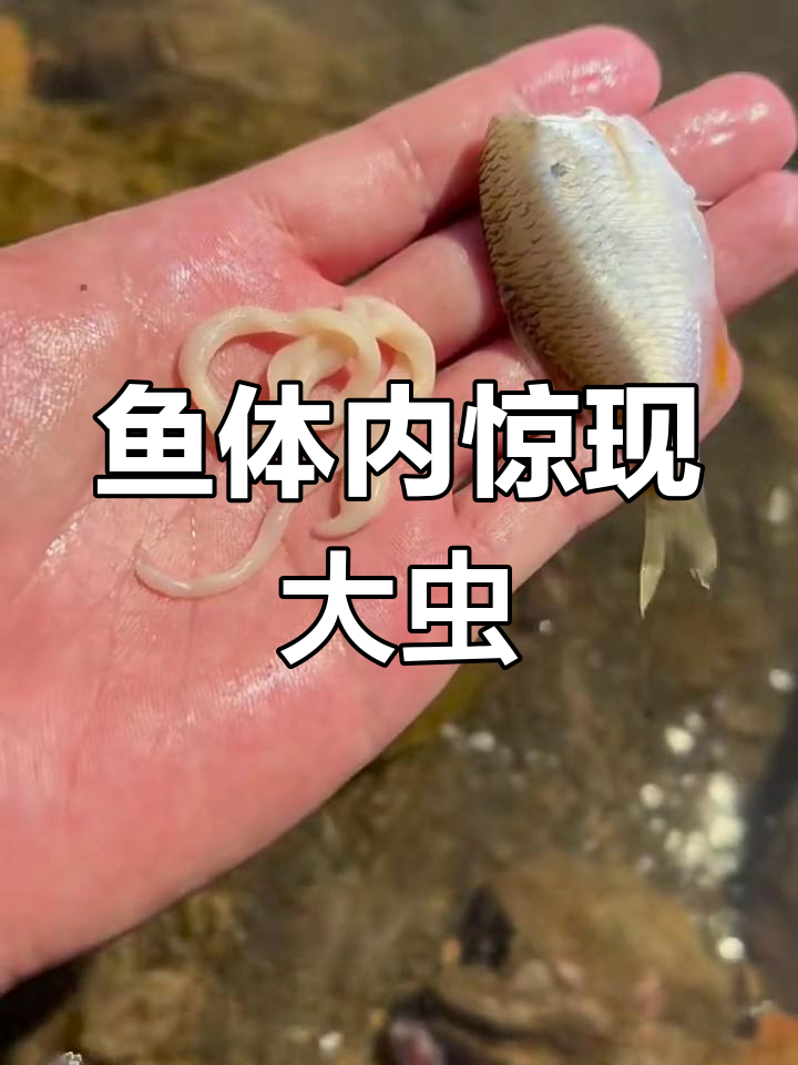 鱼肚子里的巨大寄生虫,竟然这么大!