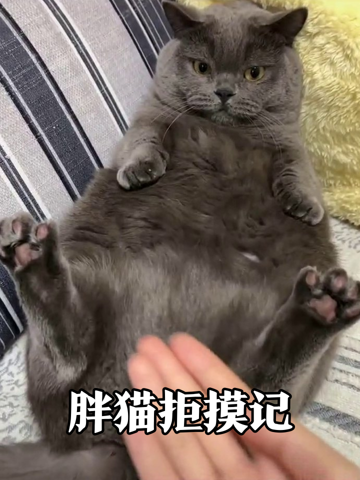 胖猫被摸出表情包:摸肚子收费,摸尾巴加倍!