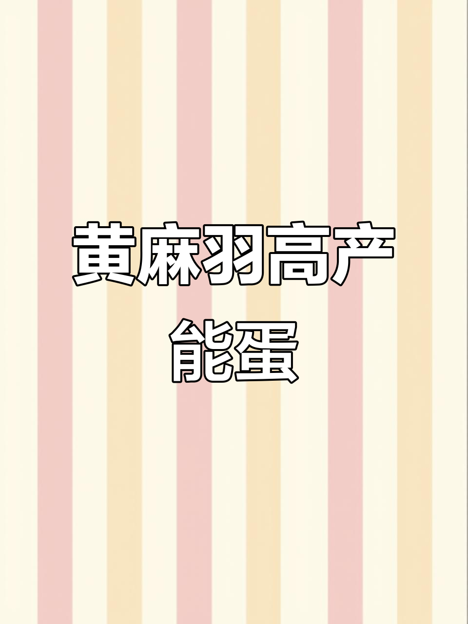 高产黄麻羽绿壳蛋土鸡,肉质鲜美又高产