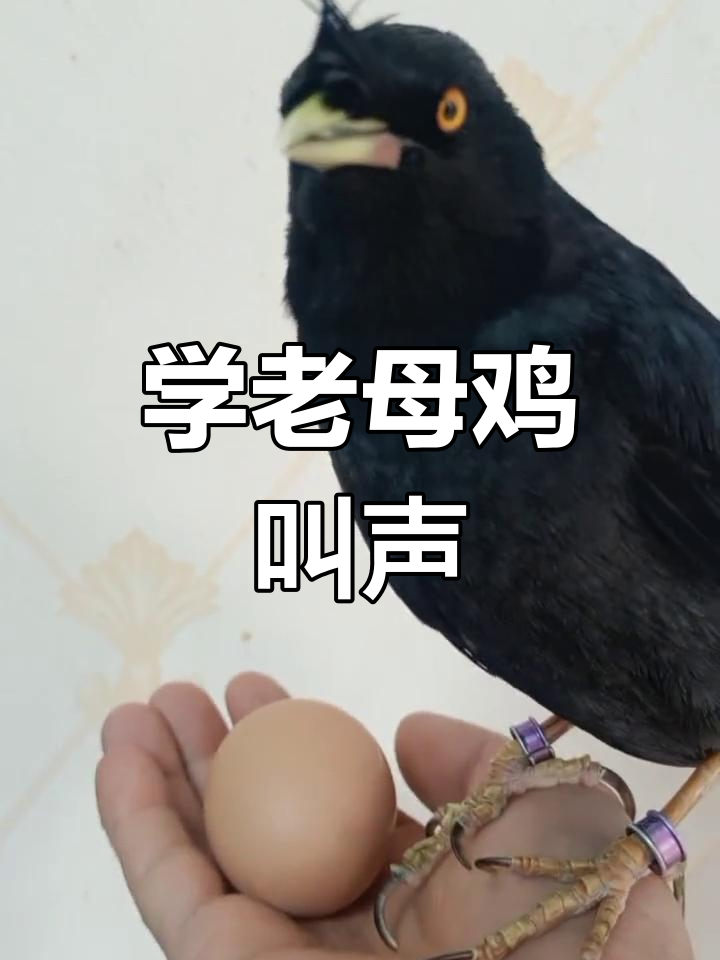 十堰晚报带你学老母鸡下蛋的声音,快来试试!