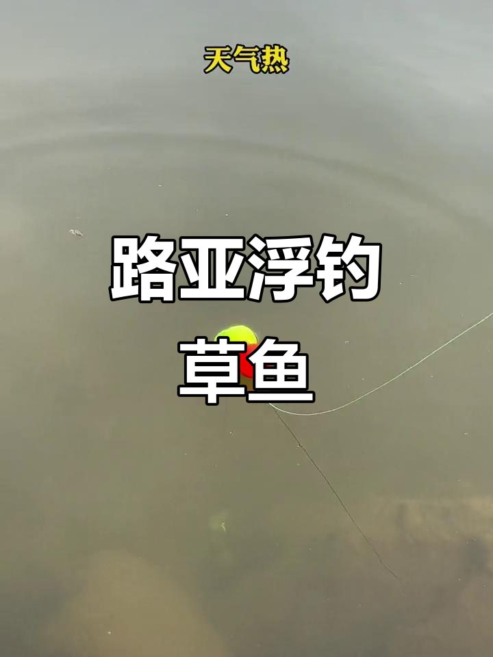 浮钓草鱼新技巧,轻松捕捉三十斤大草鱼