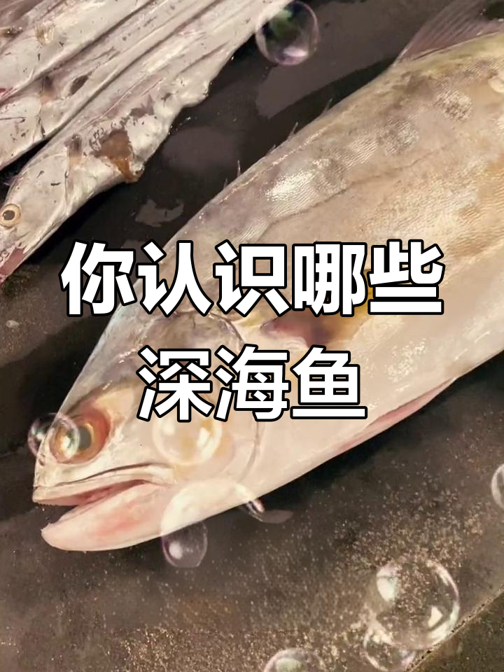 深海鱼大揭秘,这些品种你都知道吗?