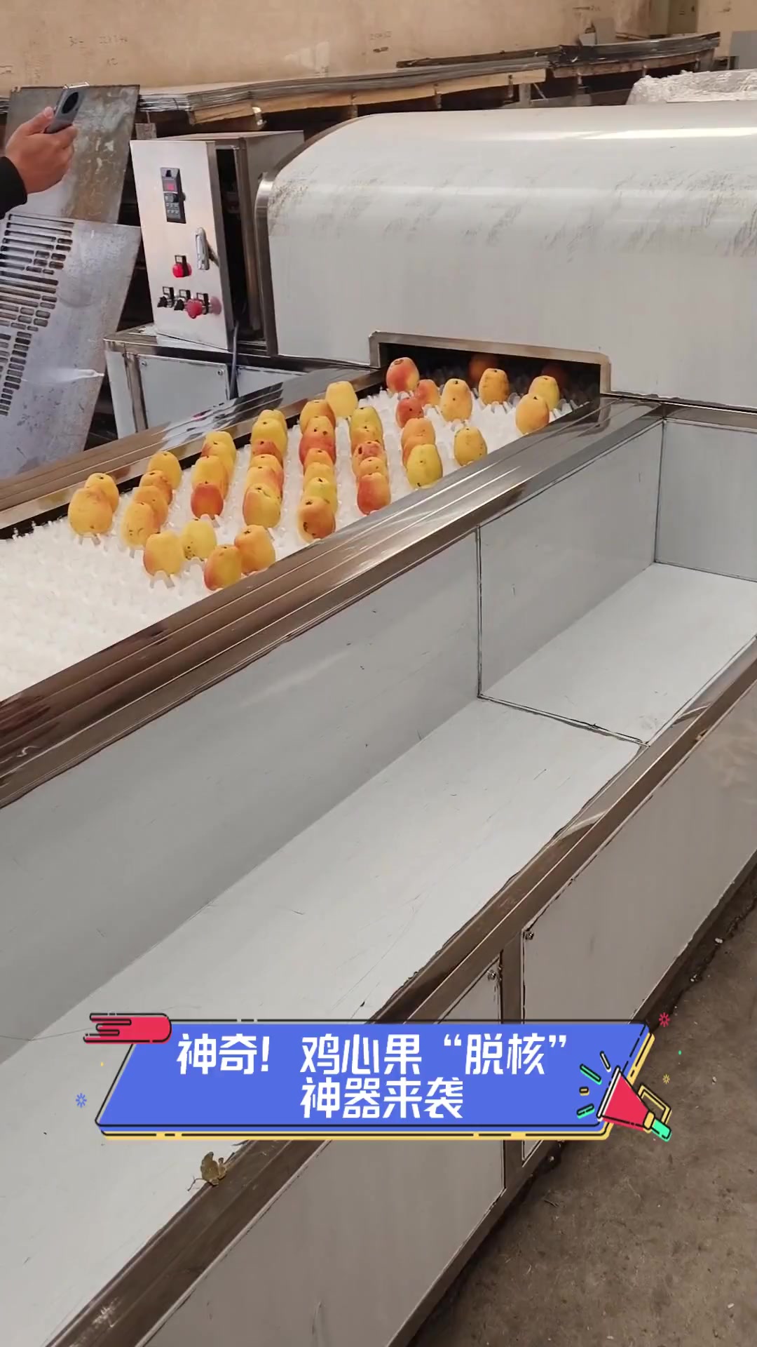 神奇!鸡心果“脱核”神器来袭