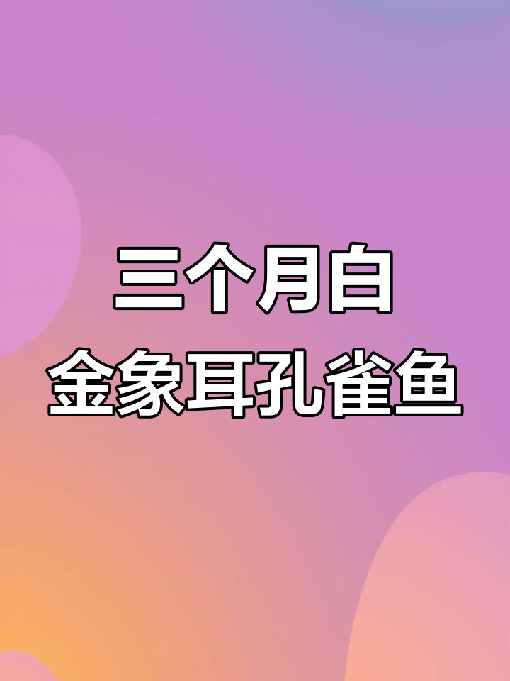 白金象耳孔雀鱼三个月,首次生小鱼!