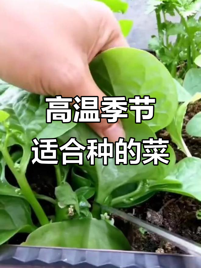 夏季高温蔬菜种植推荐，耐热又高产
