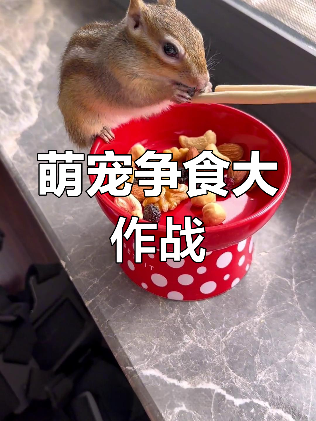 小胖不让抢吃的,葡萄干、核桃都得归它!