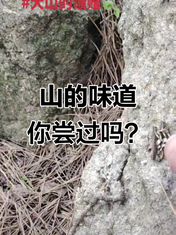 大山里的美味,苦菜子、马扎菜和山多肉等你来尝