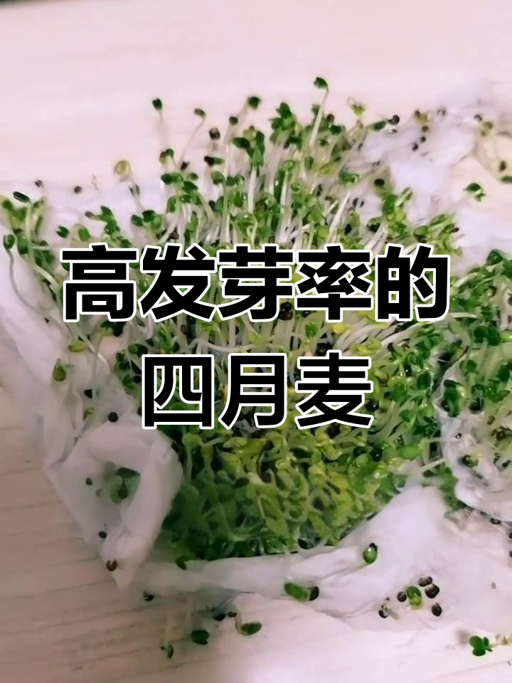 四月麦青菜种子试芽,高发芽率表现
