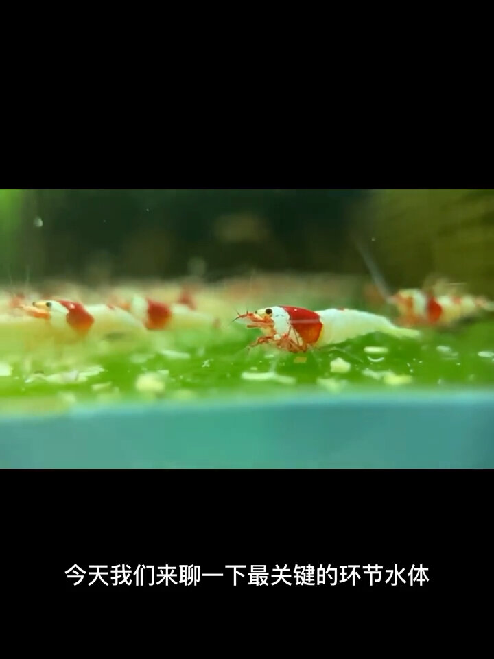 水晶虾养殖系列视频-《水体篇》