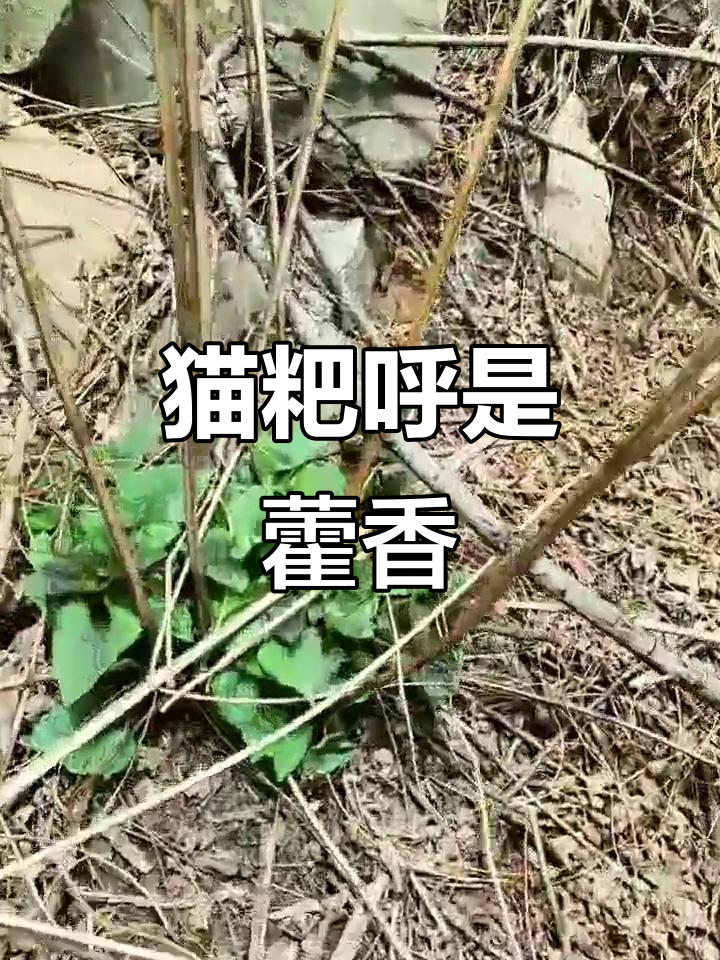 猫粑呼学名叫藿香,野菜季节来啦!